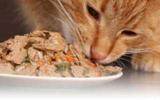 Что делать если кот съел отравленную мышь