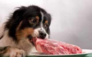 Чем кормить собаку после отравления?
