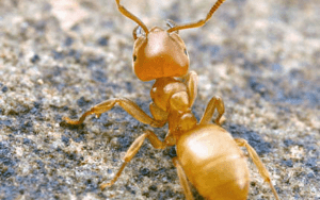 Последствия укусов муравьев для человека